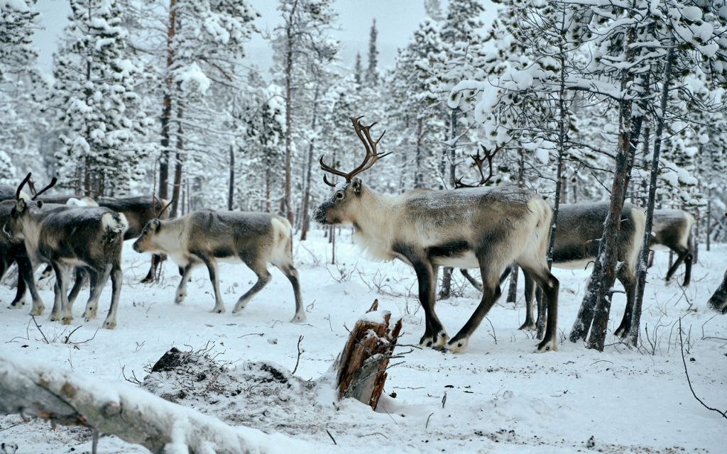 Zu Besuch bei Rentierhirten in Schweden Rentiere in schneebedecktem Wald